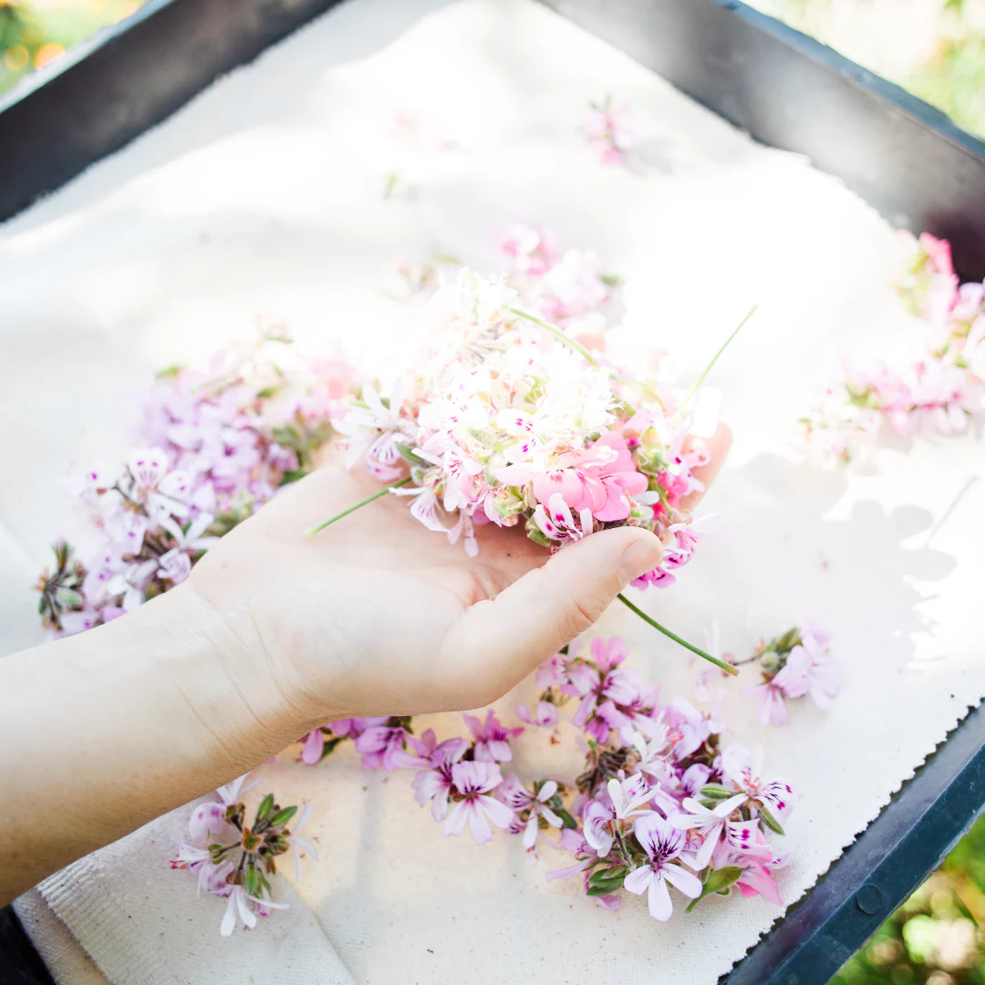 Rose Geranium Hydrosol - Image 8