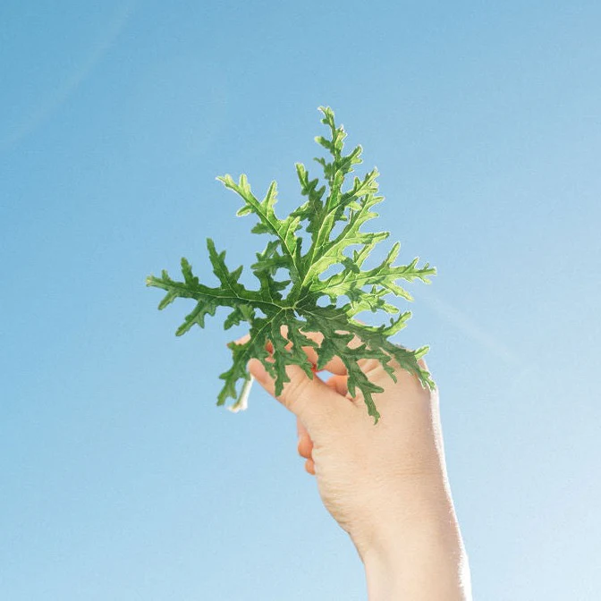 Travel Rose Geranium Hydrosol - Image 3